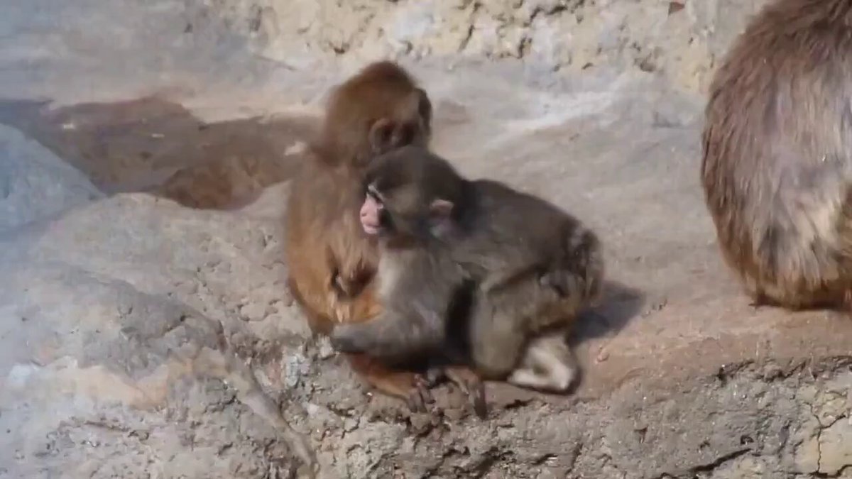 #SavePunch: Tiny Orphaned Macaque's Heartbreaking Plight with Bullying Troop Sparks Global Outrage and Viral Trend